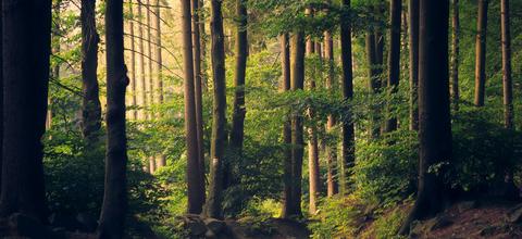 GFF GFI : Groupement Foncier Forestier